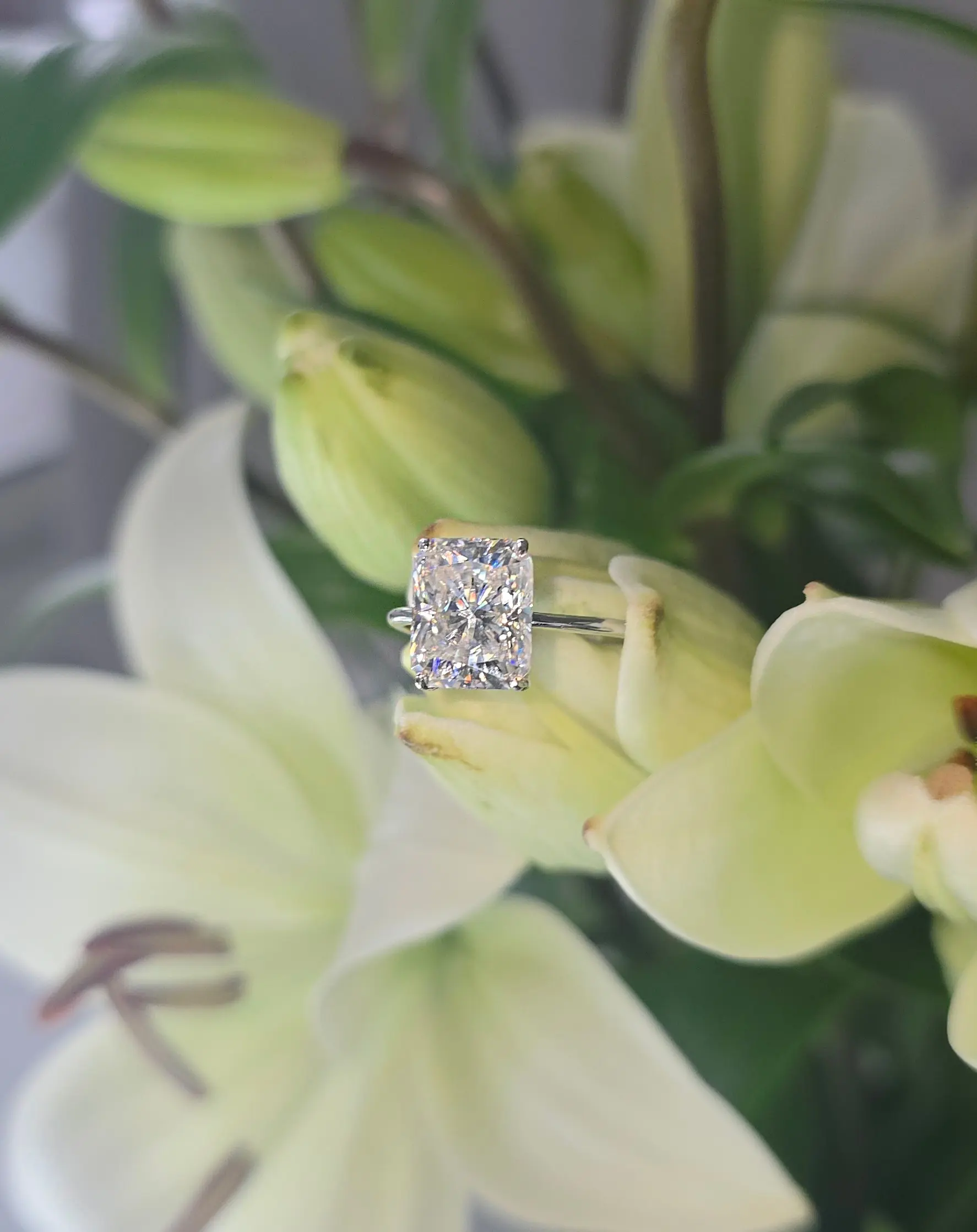 Noblesse – Image 6